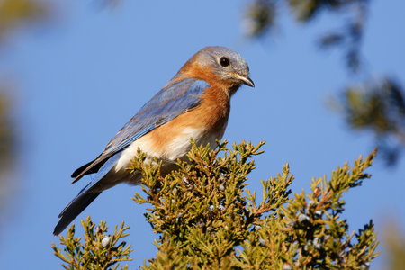A closeup of a eastern bluebird on a tree branch against a blue skyの写真素材