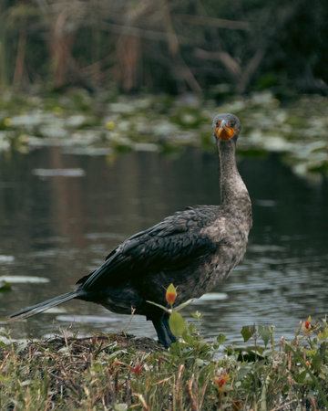 A closeup of a great cormorant perching by the blurry pond