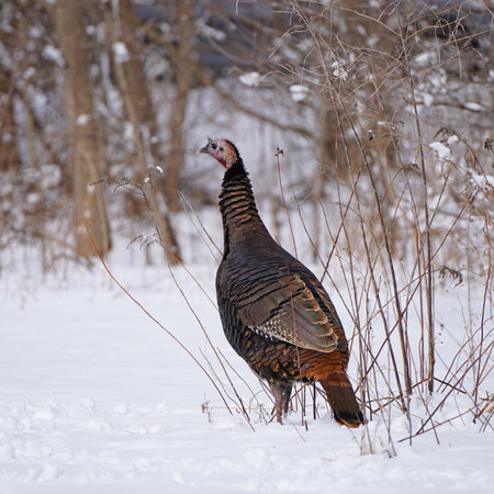 A close up shot of a wild turkey in the snowy fieldの写真素材