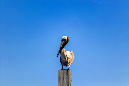 A closeup of a brown pelican perched on a wooden post against the blue cloudless skyの写真素材
