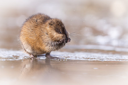 A closeup of a cute tiny muskrat on a river in Grand Teton National Parkの写真素材