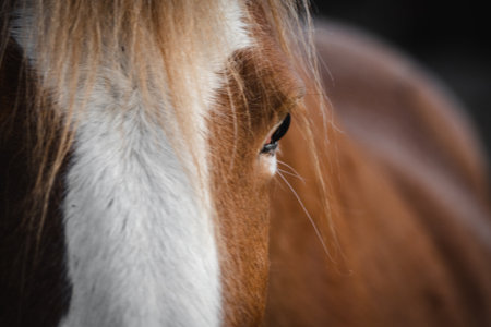 A closeup furry brown Icelandic horse in the farmの写真素材