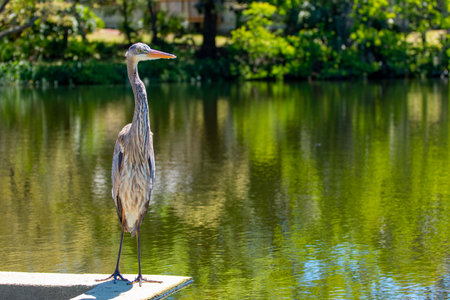 A closeup of a great blue heron standing on a pier in a lake, looking asideの写真素材