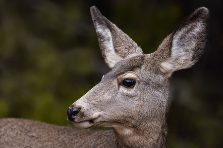 A closeup of a Mule Deer, Grand Teton National Park, Wyoming, USAの写真素材