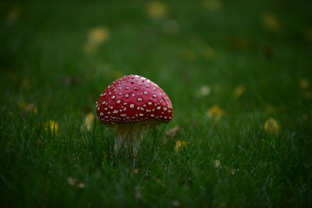 A closeup of a wild red white dotted mushroom in a field on green grassの写真素材