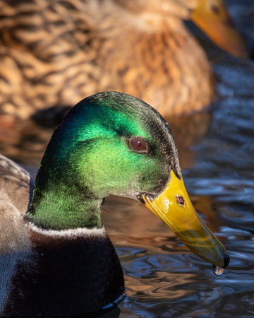 A closeup of a Mallard duck in the waterの写真素材