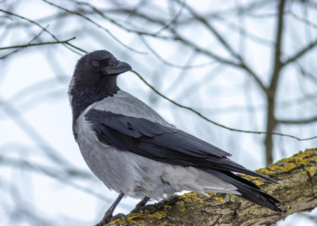A closeup of a hooded crow perched on a treeの写真素材