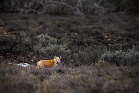 A closeup of a Red Fox searching for food in Grand Teton National Park, Wyoming, USA