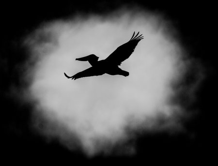A closeup of a pelican silhouette flying with its wings wide open in the sky surrounded by clouds in grayscaleの写真素材