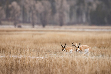 A closeup of Pronghorn Antelopes in Grand Teton National Park, Wyoming, USAの写真素材
