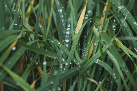 A closeup of green grass with water droplets