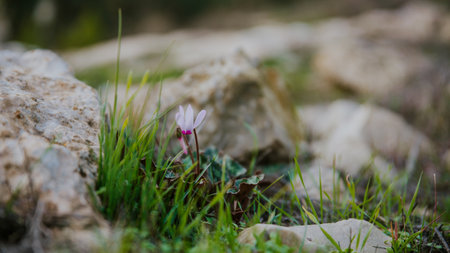 A closeup shot of a Cyclamen cyprium (Cyprus cyclamen) blooming in a rocky areの写真素材