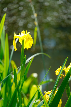 A closeup shot of a beautiful flower blossom