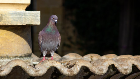 A closeup shot of a Domestic pigeon resting on a tiled roofの写真素材