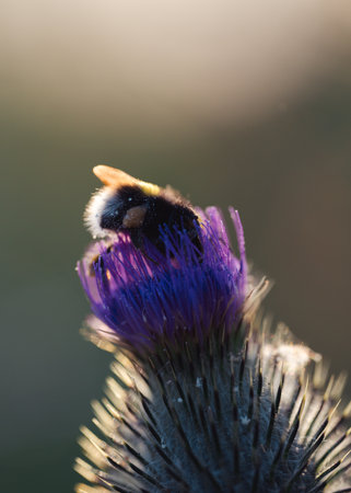 A close-up shot of a honeybee collecting nectar from a thistle flower in the garden on a sunny day...