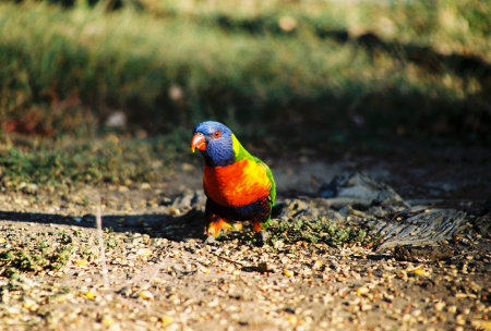 A closeup shot of a Rainbow lorikeet native Australian bird