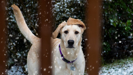 A closeup shot of a Labrador retriever on a snowy field with a fence foregroundの写真素材
