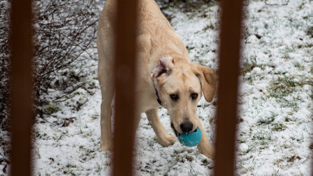 A closeup shot of a labrador retriever picking up a blue ball on a snowy field with a fence foregroundの写真素材