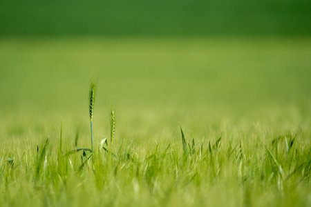A close-up shot of a green wheat growing on the grass.の写真素材