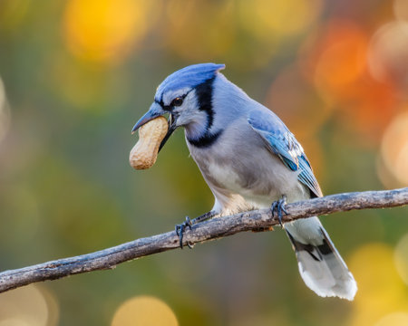A close-up shot of a blue jay holding a peanut in her beak perched on a twig on a blurred bokeh backgroundの写真素材