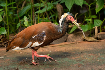 A closeup shot of a Madagascar ibis walking outside with green leaves in the backgroundの写真素材