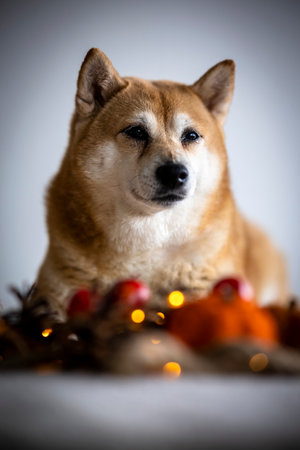 A closeup shot of a Shiba Inu dog with holiday themeの写真素材