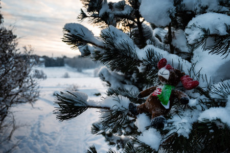 A closeup shot of a spruce covered with snowの写真素材