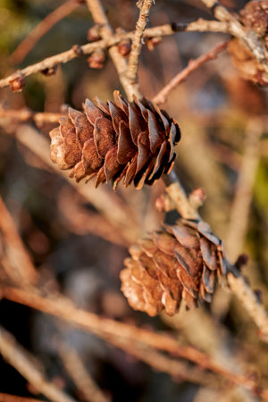 A closeup of two small brown cones on the tree branch with blurred backgroundの写真素材