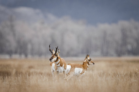 A closeup of Pronghorn Antelopes migrating in Grand Teton National Park, Wyoming, USAの写真素材