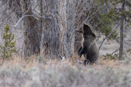 A brown grizzly bear standing in a field next to trees in Grand Teton National Parkの写真素材