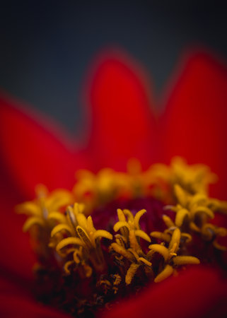A close up of a red Zinnia flowerの写真素材