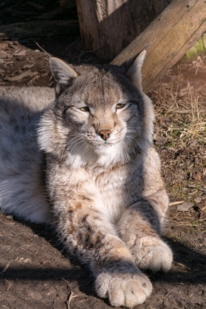 A closeup shot of lynx in the zooの写真素材