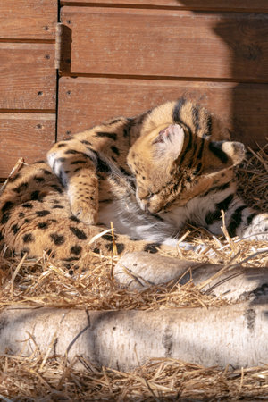 A closeup shot of serval cat in the zoo