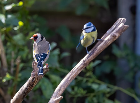 A closeup shot of the beautiful blue tit and goldfinch perched on the branchesの写真素材