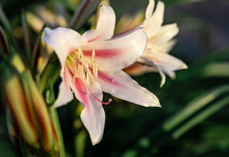 A closeup shot of lilies in daylightの写真素材
