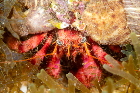 A closeup shot of the hermit crab underneath the oceanの写真素材
