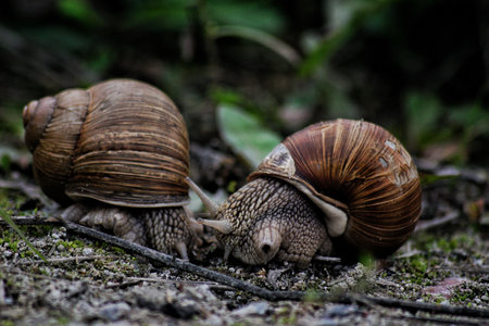 A closeup shot of two snails with brown shells on the ground eating foodの写真素材