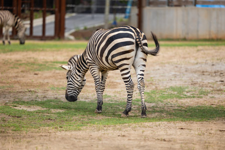 A daylight shot of a zebra bending and eating grassの写真素材