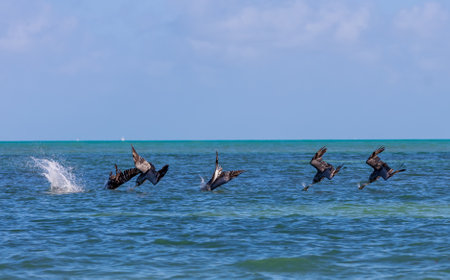 A group of pelicans in the sky Miami, Key Biscayne, Crandon parkの写真素材