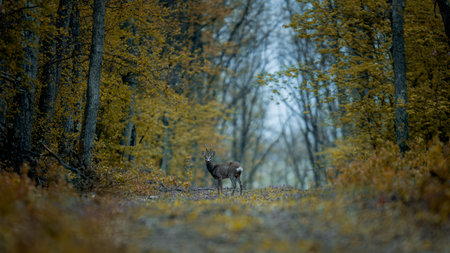 A deer staring at the camera in an autumn forestの写真素材