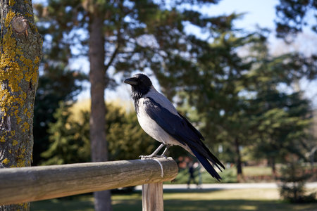 A crow perched on a wooden pole in a park in Budapest, Hungary with trees in the backgroundの写真素材