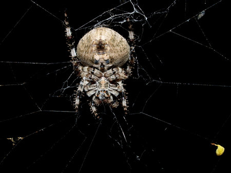 A harmless spider on a dark backgroundの写真素材