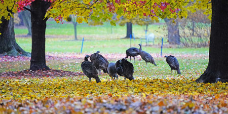 A group of wild turkeys in a forestの写真素材