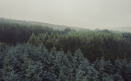 A green forest on a foggy day