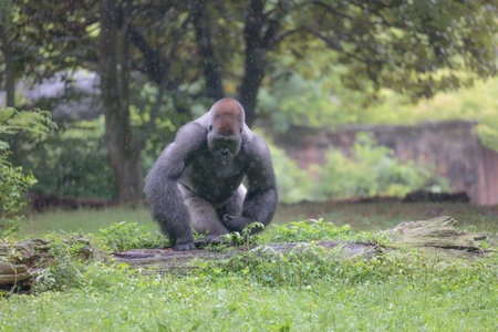 A daylight shot of a gorilla in nature