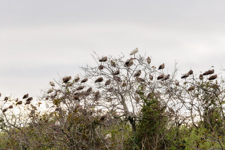 A flock of birds perching on leafless trees in the meadowの写真素材