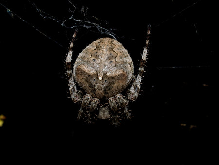 A harmless spider on a dark backgroundの写真素材