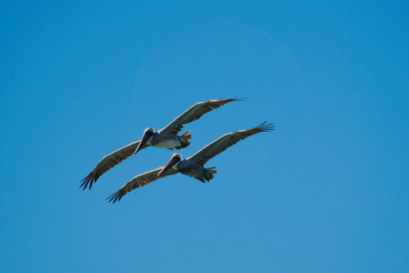 A low angle shot of birds in skyの写真素材