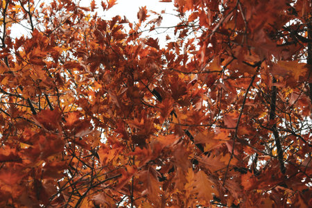 A low angle shot of autumn tree in the forestの写真素材