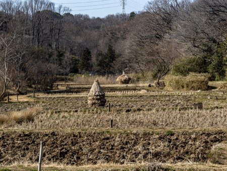 A natural view of a harvested rice field in Yokohama, Japan under a clear skyの写真素材